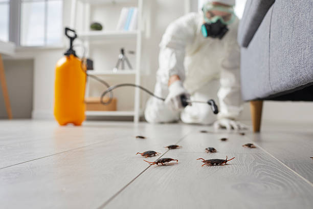 Commercial Rodent Management in Lake View